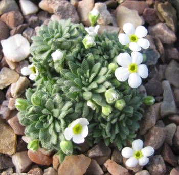Androsace pubescens 